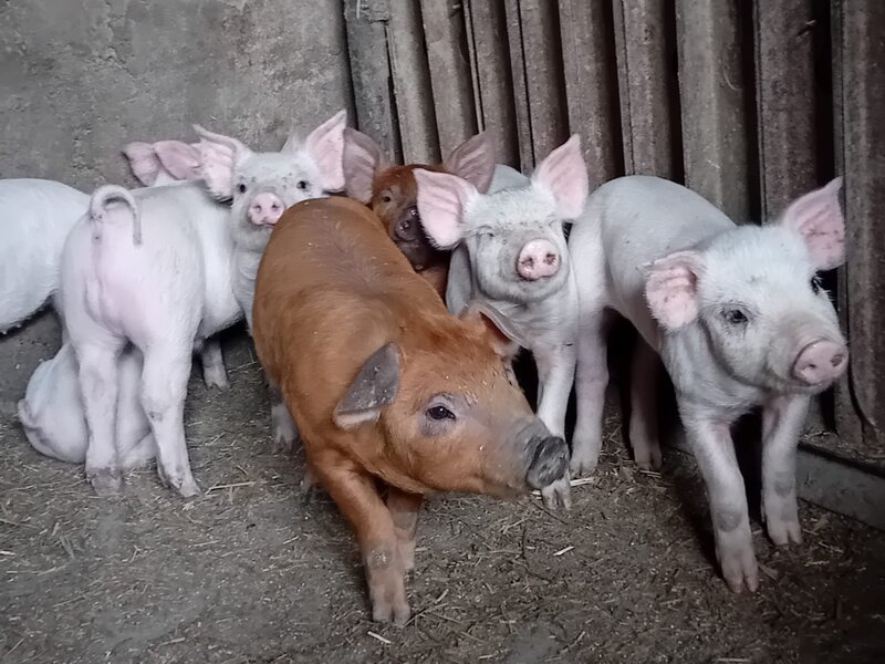 Purcei de carne