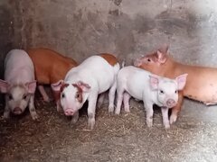 Purcei de carne